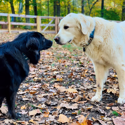 Bark Park at Symmes Township Park